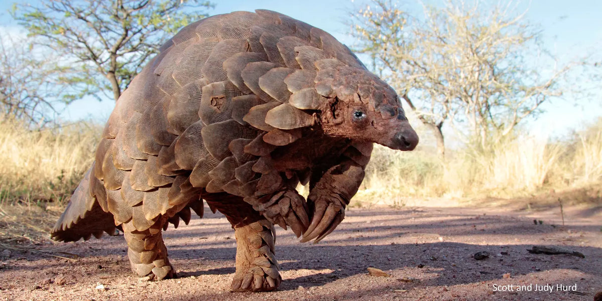 Mug - Pangolin
