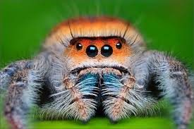 Mug - Jumping Spider