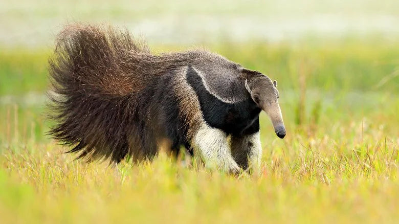 Mug - Giant Anteater